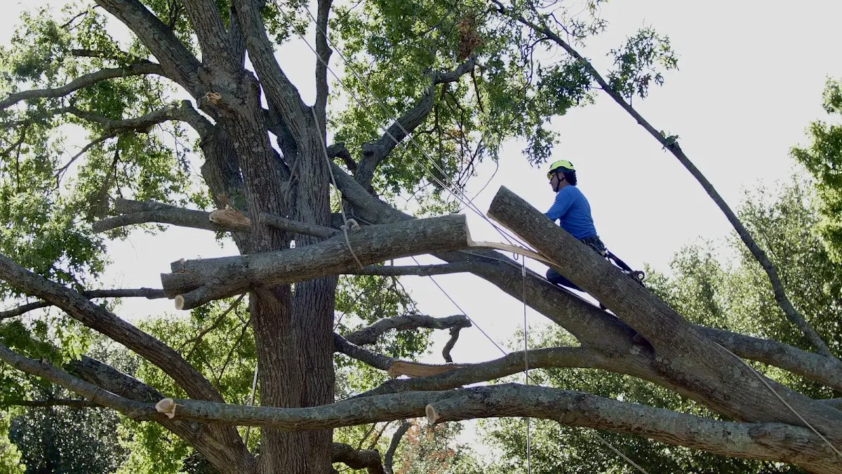 Professional Crown Thinning performed by certified arborists in Schaefferstown