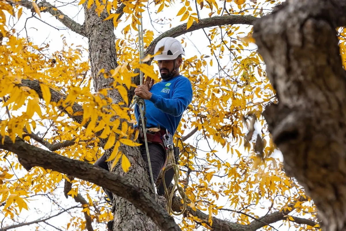 Skilled Tree Planing crew working in Schaefferstown