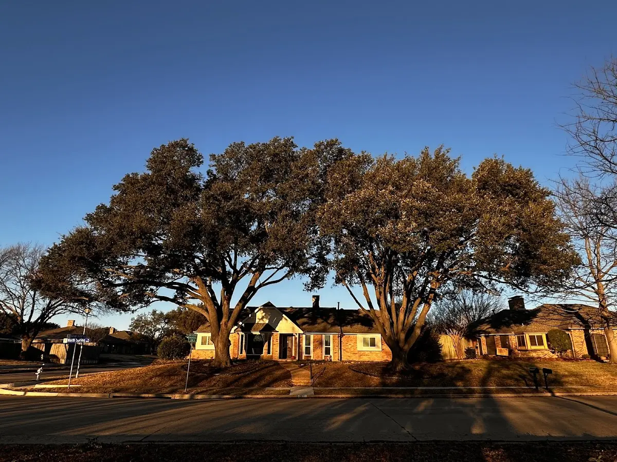 Established residential canopy tree shading a home in Schaefferstown